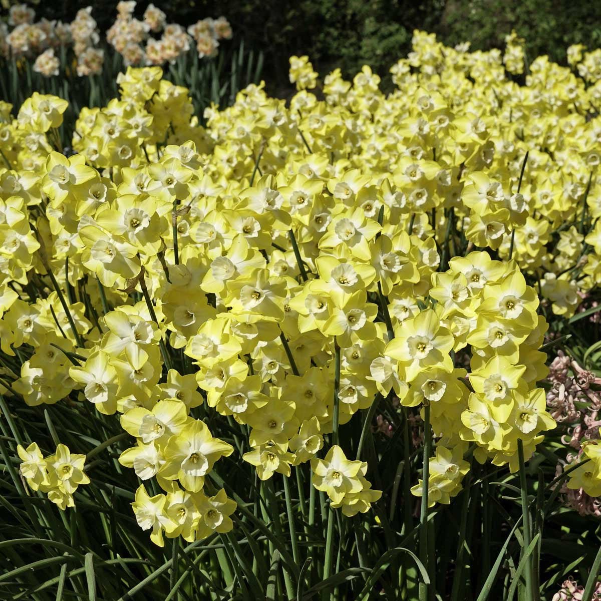 Regeneration - Narcissus - Fluwel