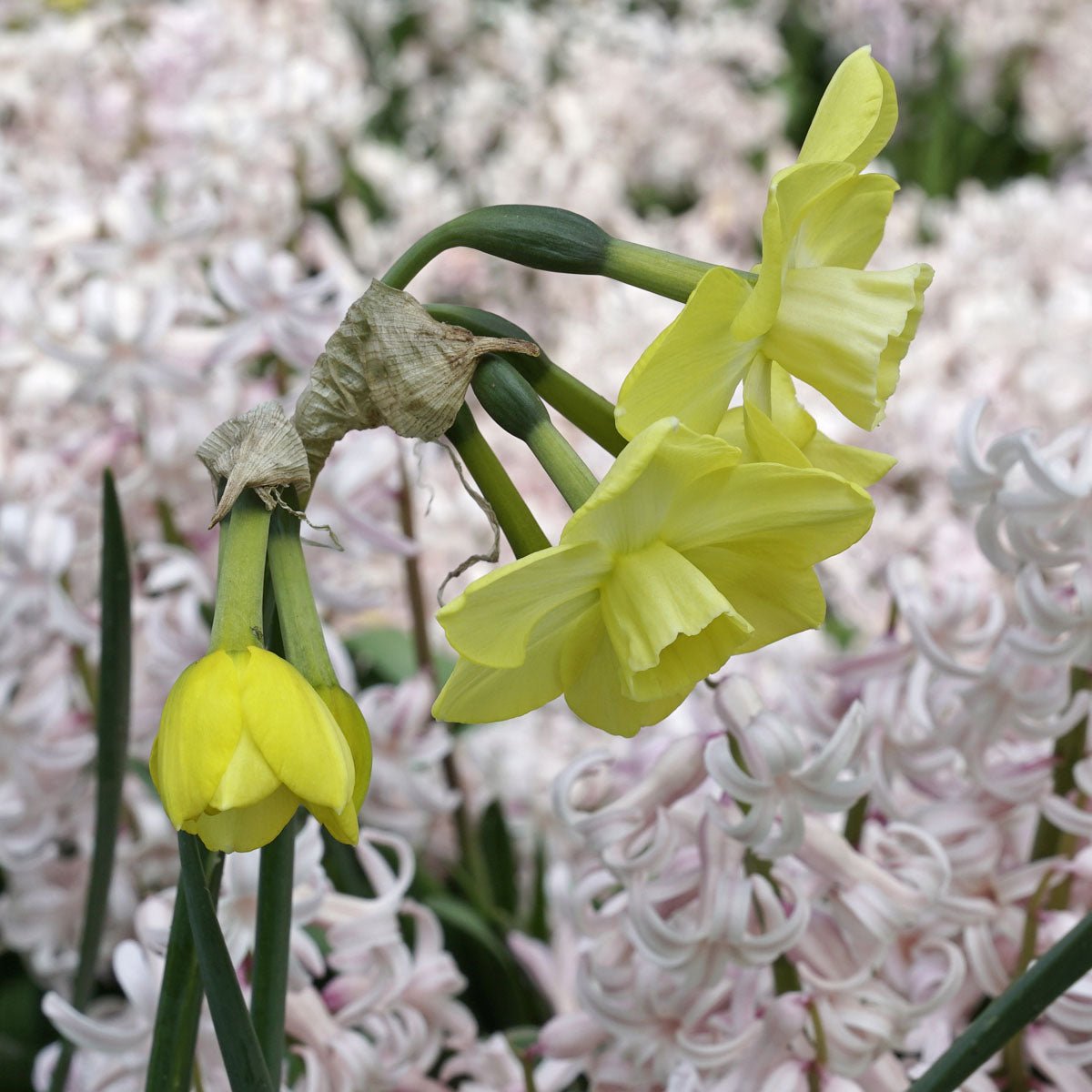 Regeneration - Narcissus - Fluwel