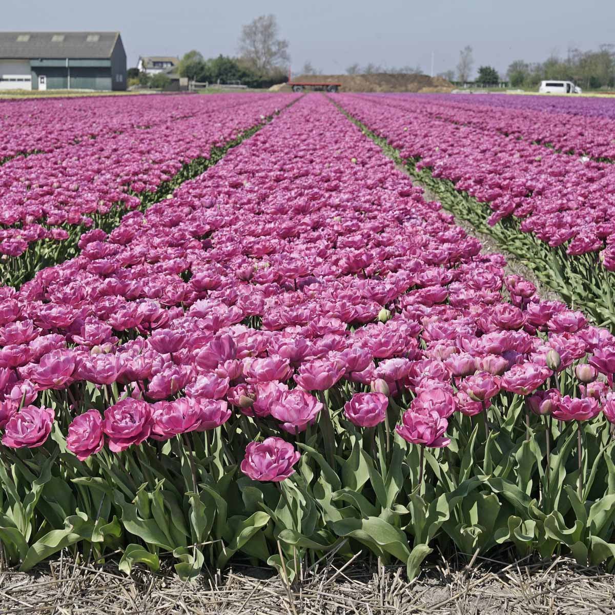 Rosy Diamond - Tulips - Fluwel
