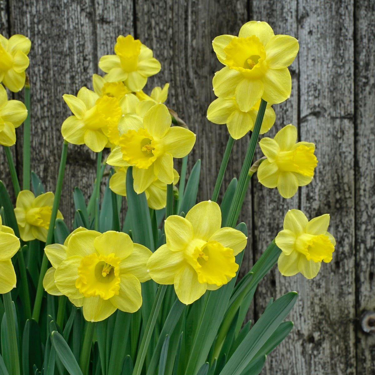Roundita - gele narcis - Fluwel