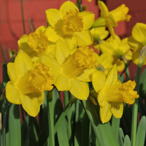 Roundita - Special Narcissus - Fluwel