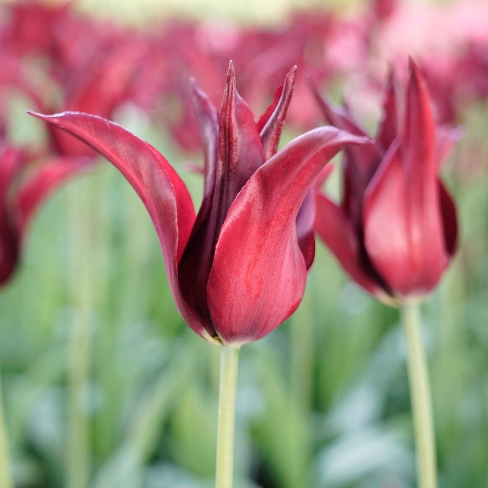 Buy Tulip 'Sarah Raven' bulbs | Fluwel