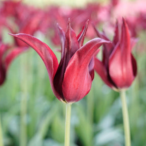 Sarah Raven - Tulips - Fluwel