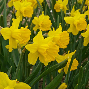 Say Cheese - Narcissus - Fluwel