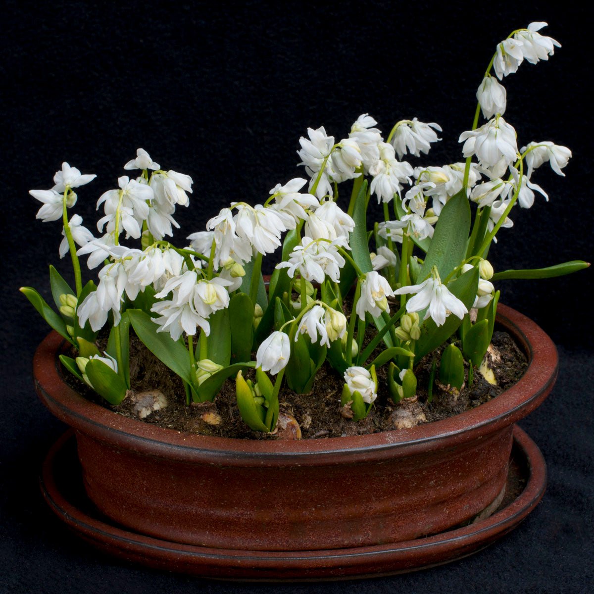 Scilla siberica Alba - witte scilla - Fluwel