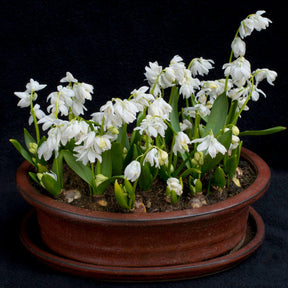 Scilla siberica Alba - Spring specialty bulbs - Fluwel