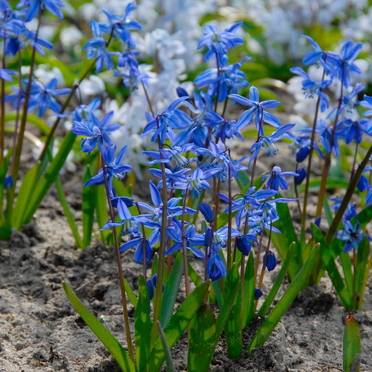 Scilla siberica - Spring specialty bulbs - Fluwel
