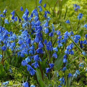 Scilla siberica - Spring specialty bulbs - Fluwel