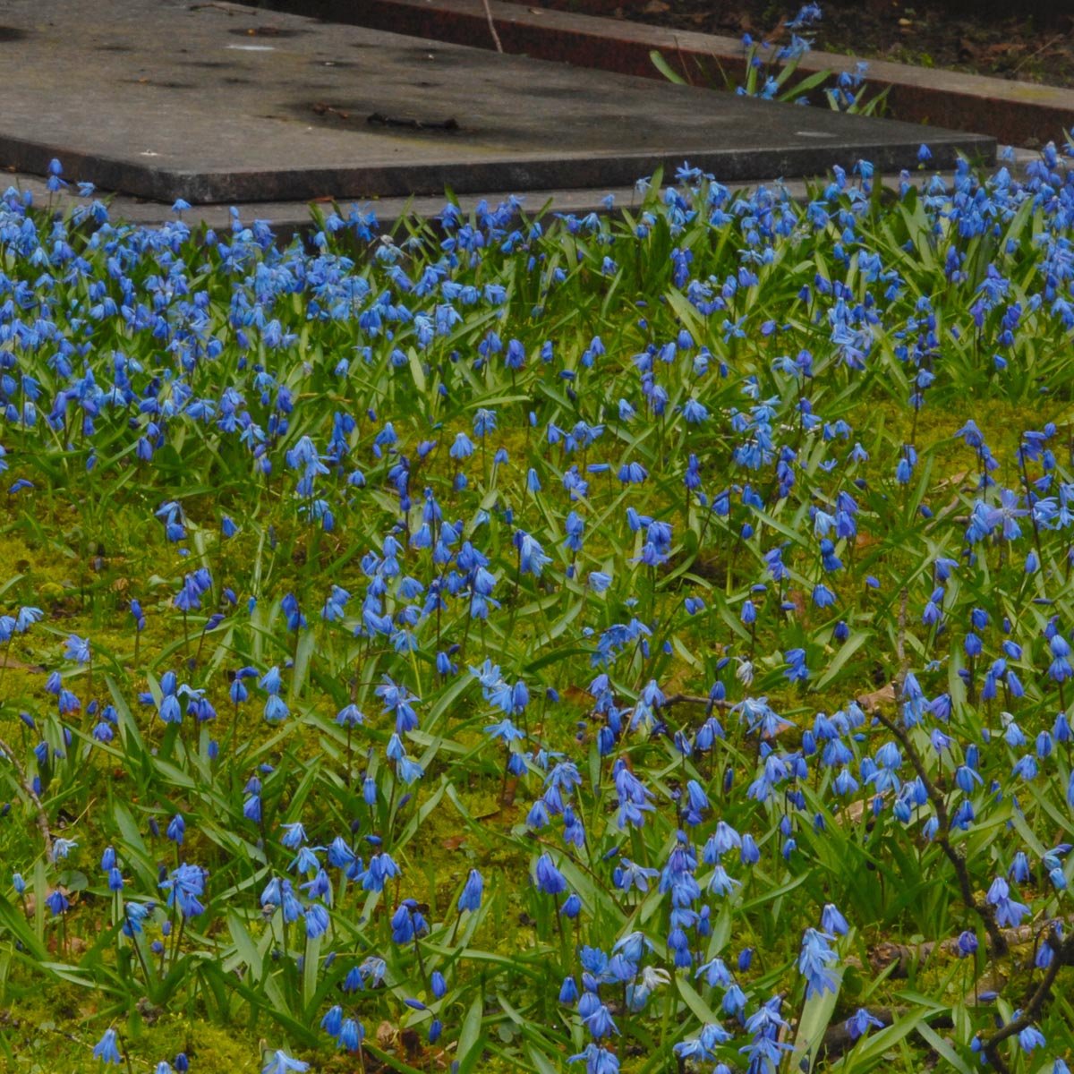 Scilla siberica - Spring specialty bulbs - Fluwel