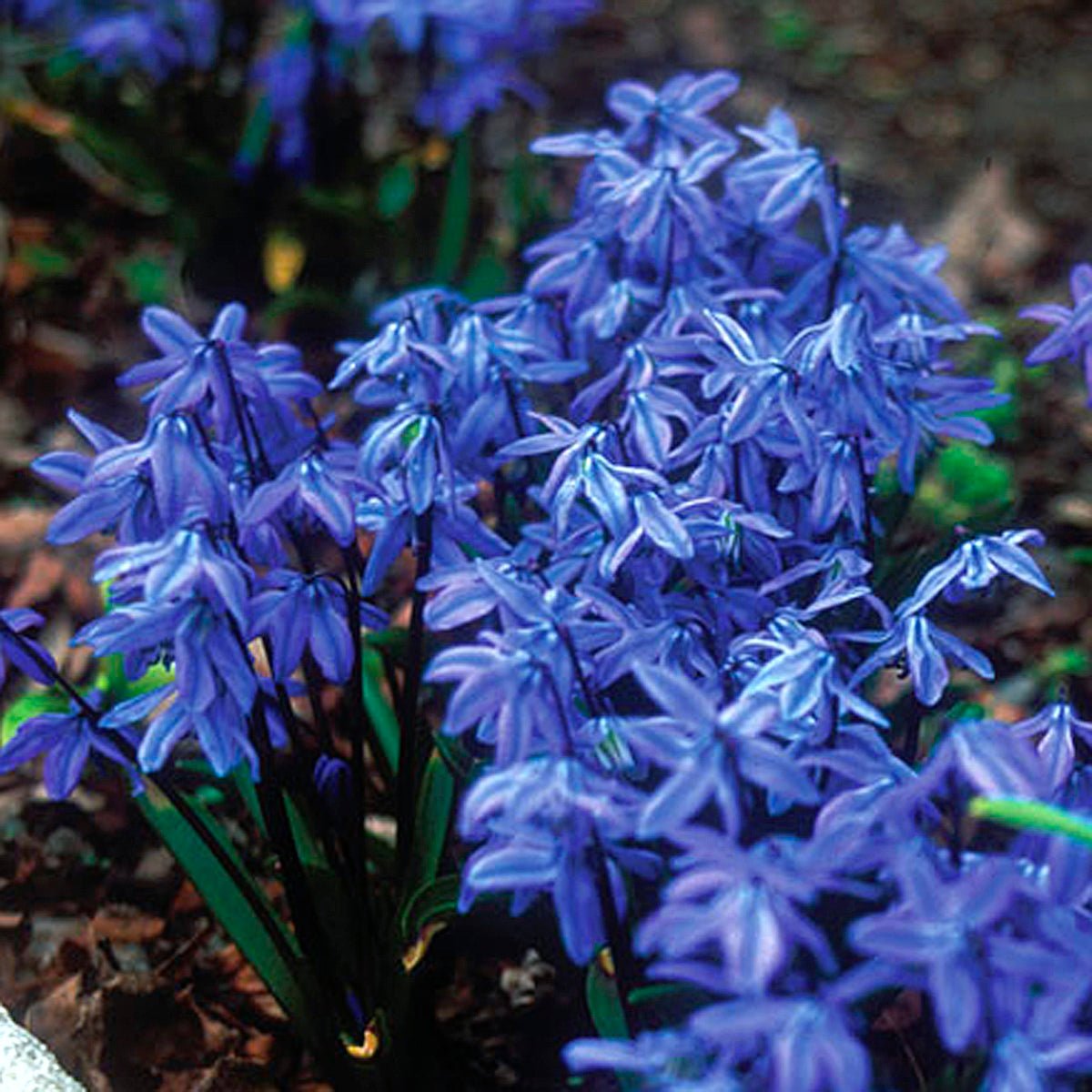 Scilla siberica - Spring specialty bulbs - Fluwel