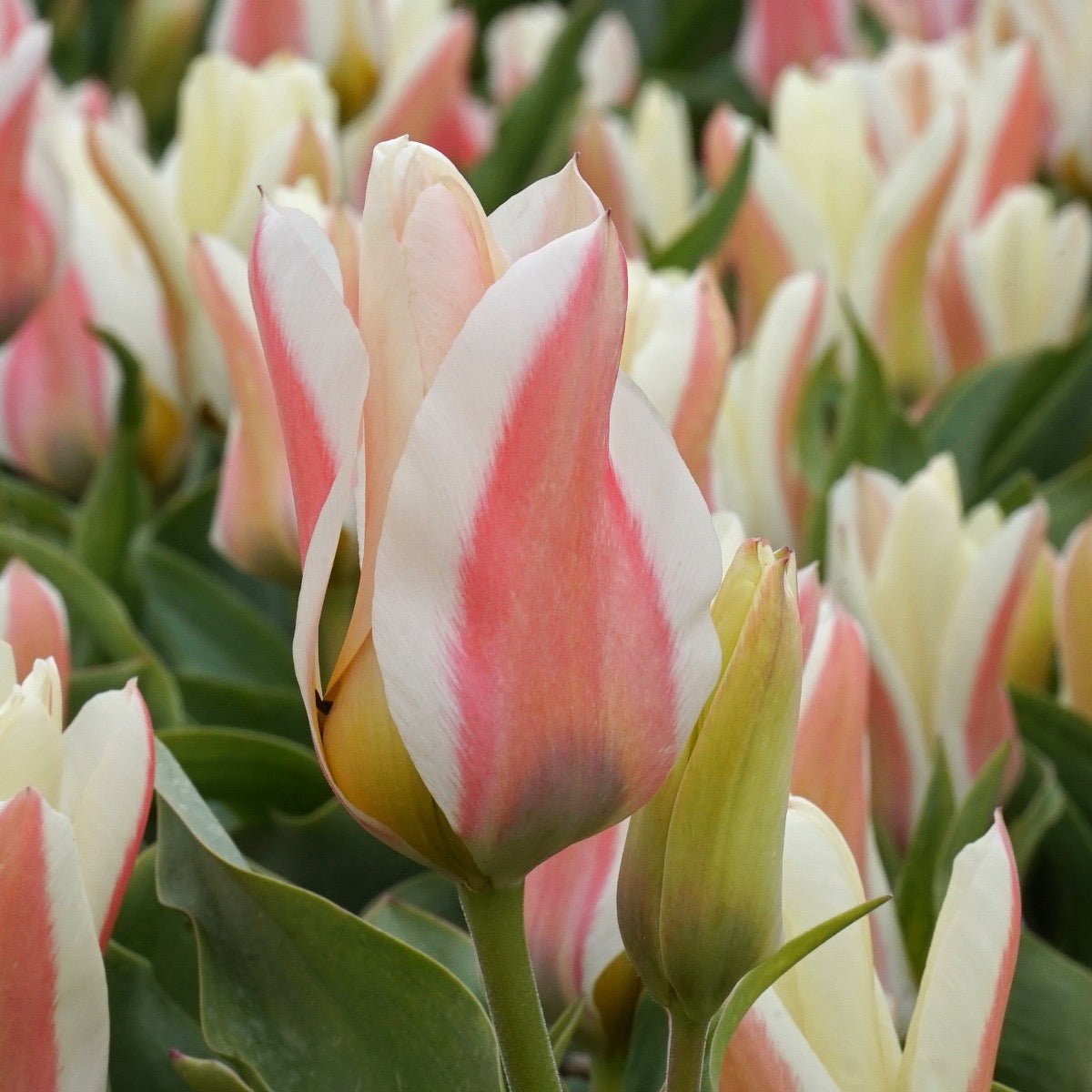 Serano - Tulips - Fluwel
