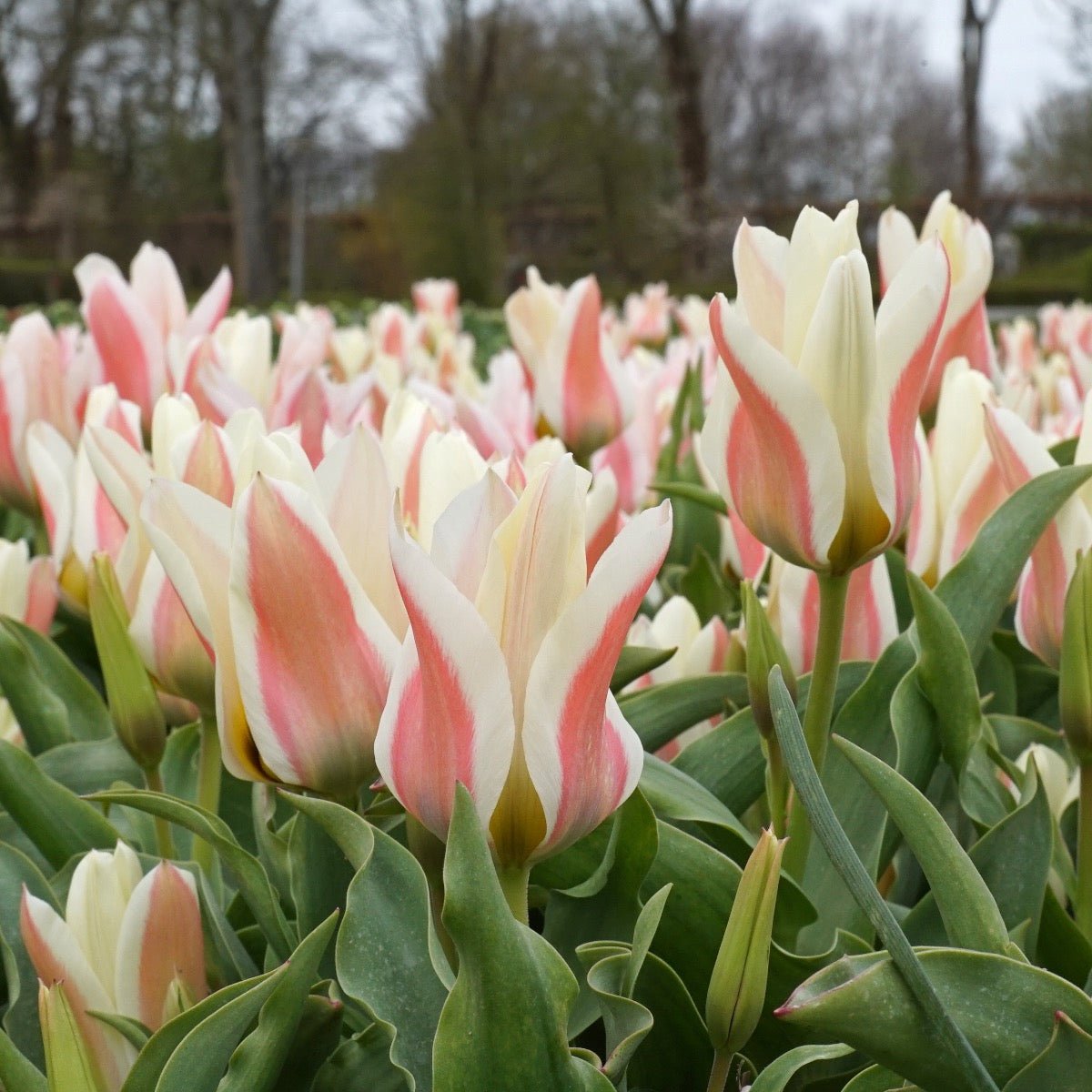 Serano - Tulips - Fluwel