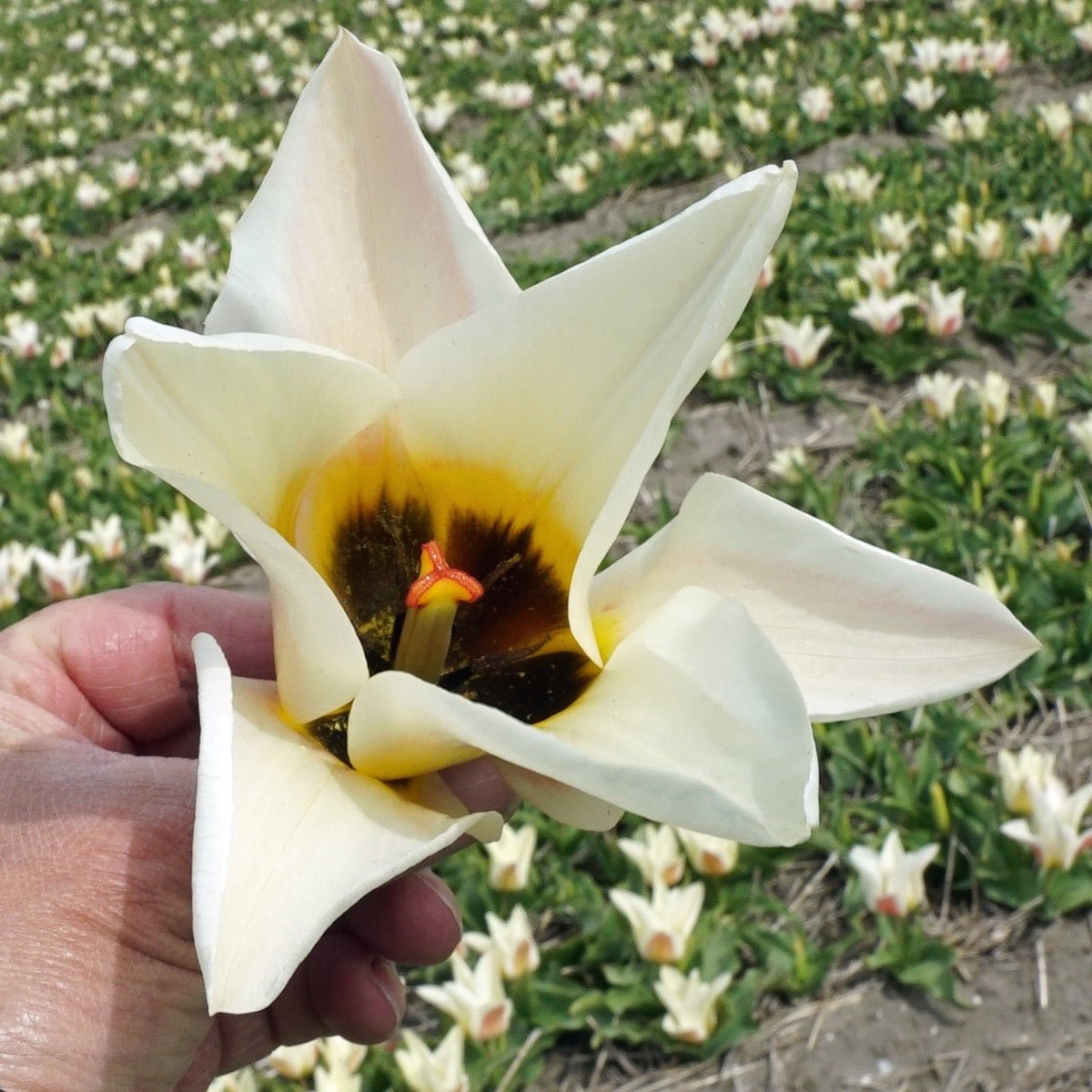 Serano - Tulips - Fluwel