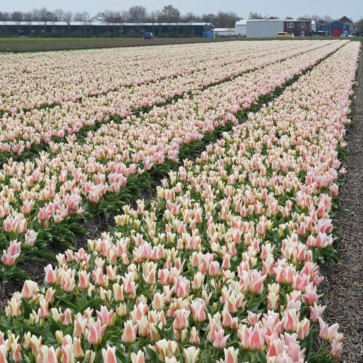 Serano - Tulips - Fluwel