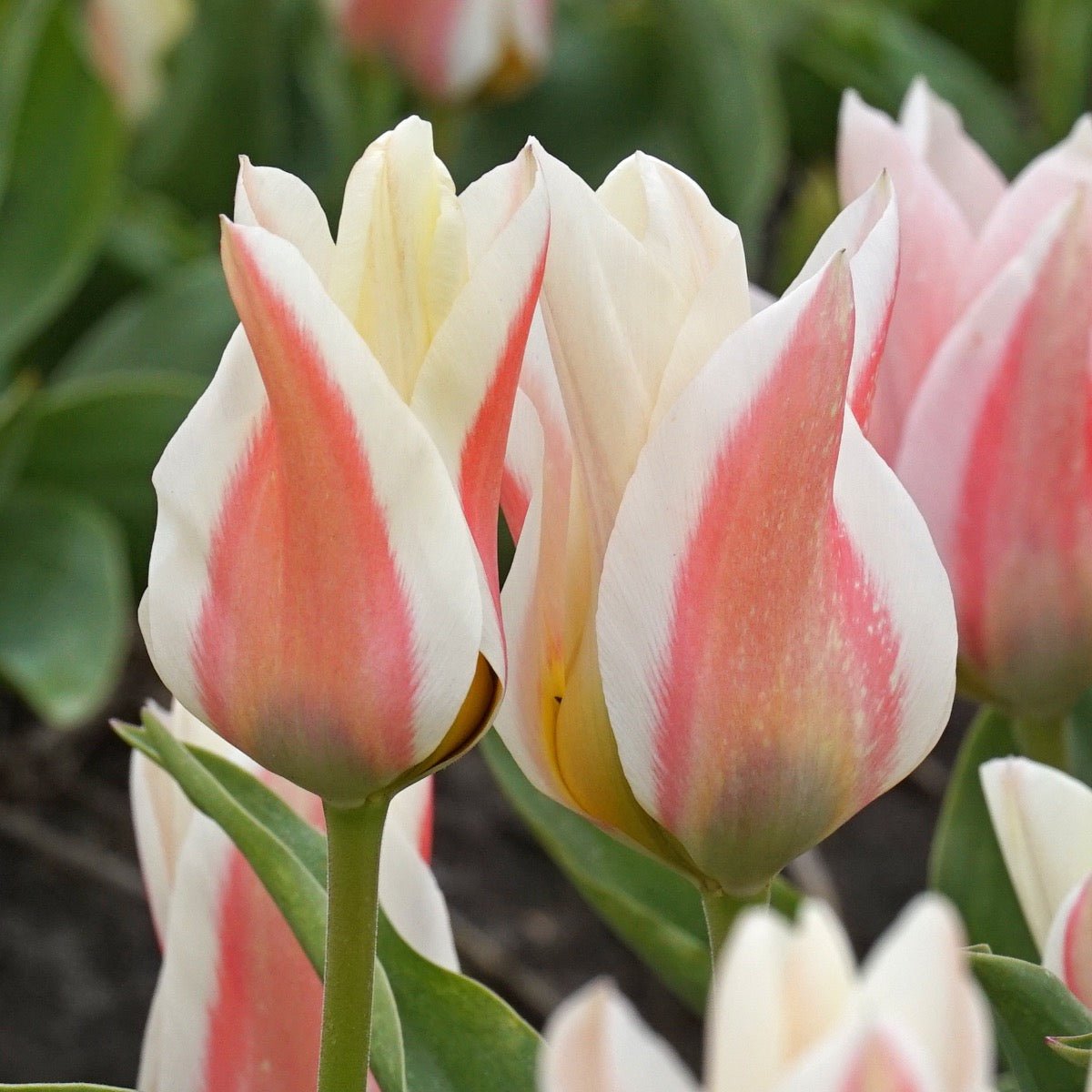 Serano - Tulips - Fluwel
