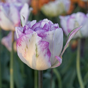 Shirley Double - Tulips - Fluwel