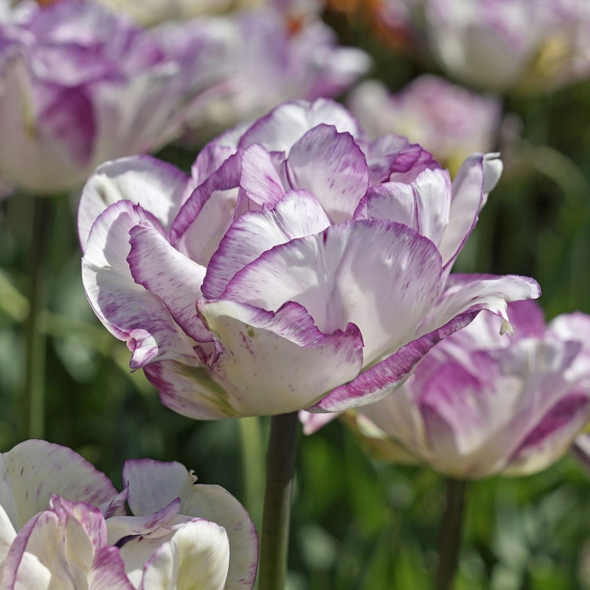Shirley Double - Tulips - Fluwel