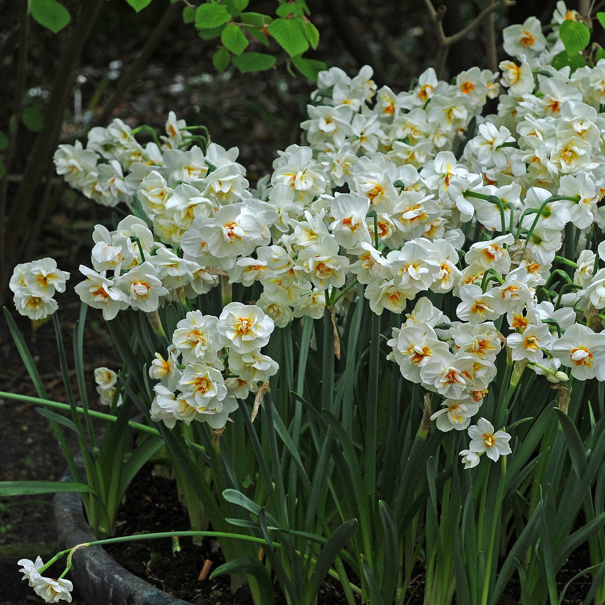 Sir Winston Churchill - Narcissus - Fluwel