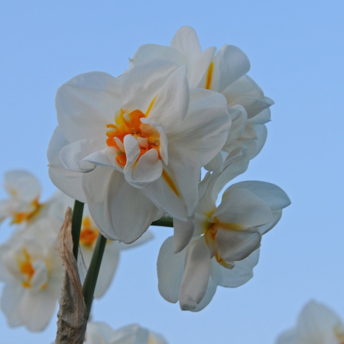 Sir Winston Churchill - meerkleurige Double narcis - Fluwel