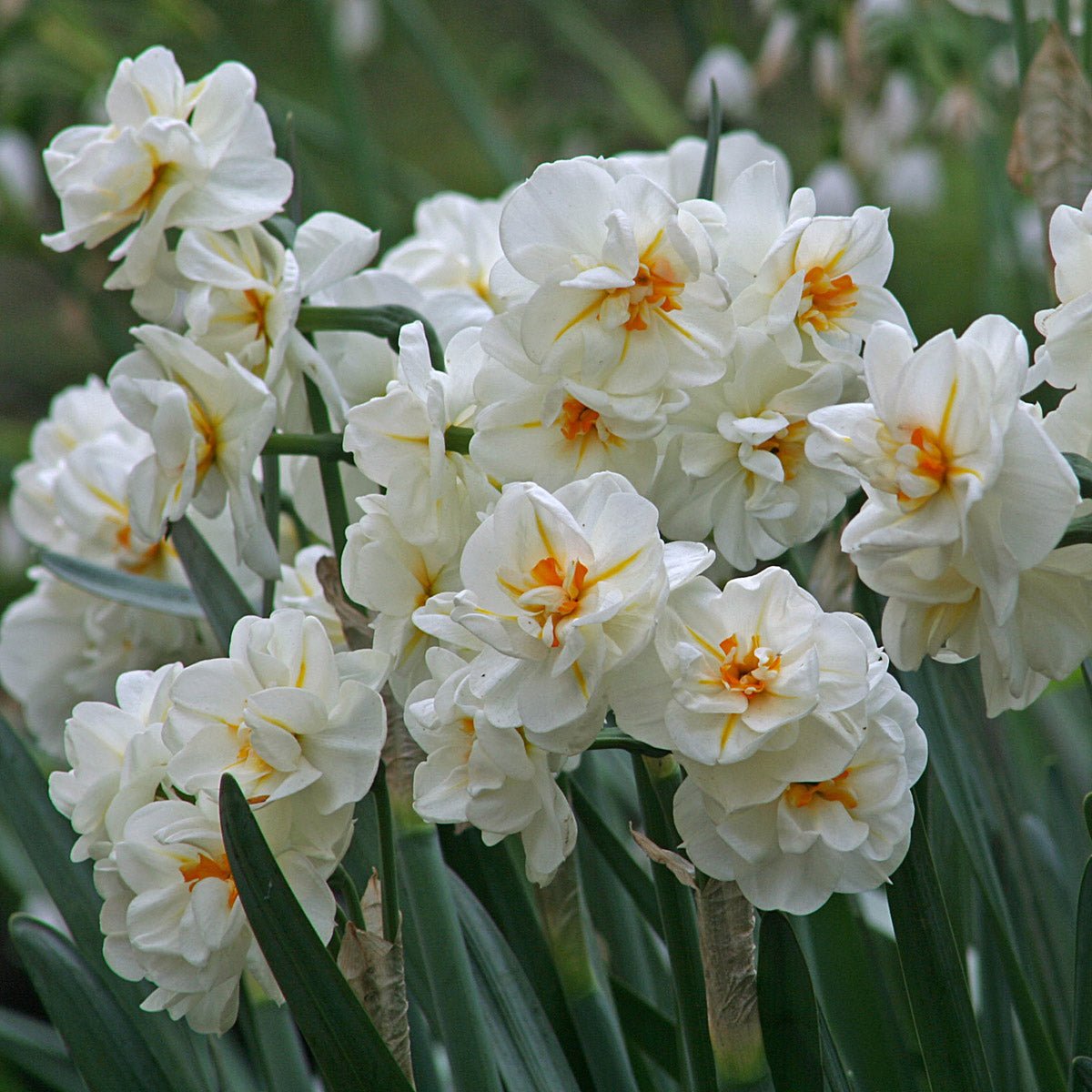 Sir Winston Churchill - Narcissus - Fluwel