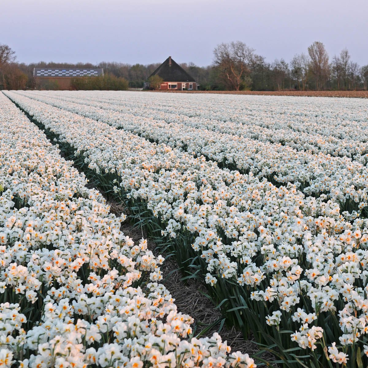 Sir Winston Churchill - Narcissus - Fluwel