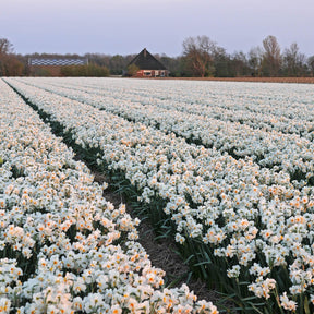 Sir Winston Churchill - Narcissus - Fluwel