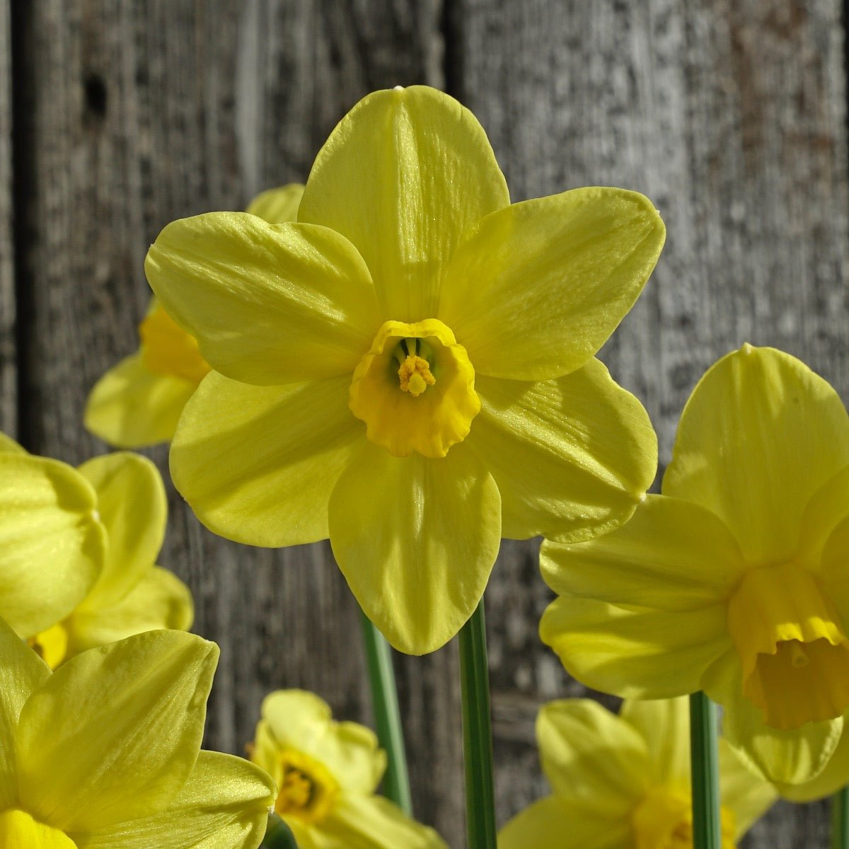 Sissy - gele Cyclamineus narcis - Fluwel