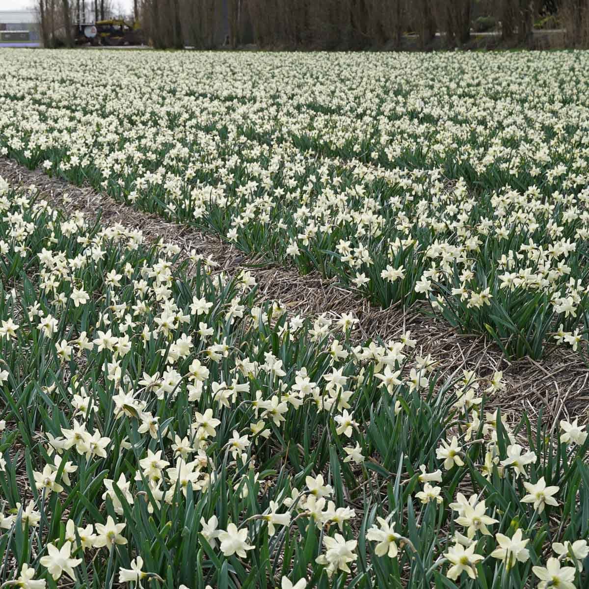 Snow Baby - witte Trumpet narcis - Fluwel