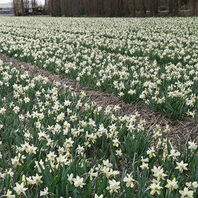 Snow Baby - Narcissus - Fluwel