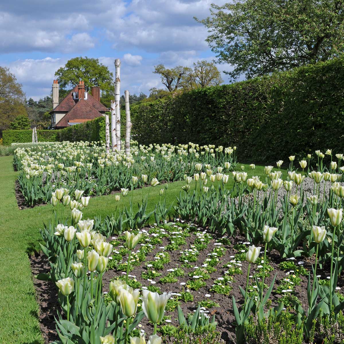 Spring Green - Tulips - Fluwel