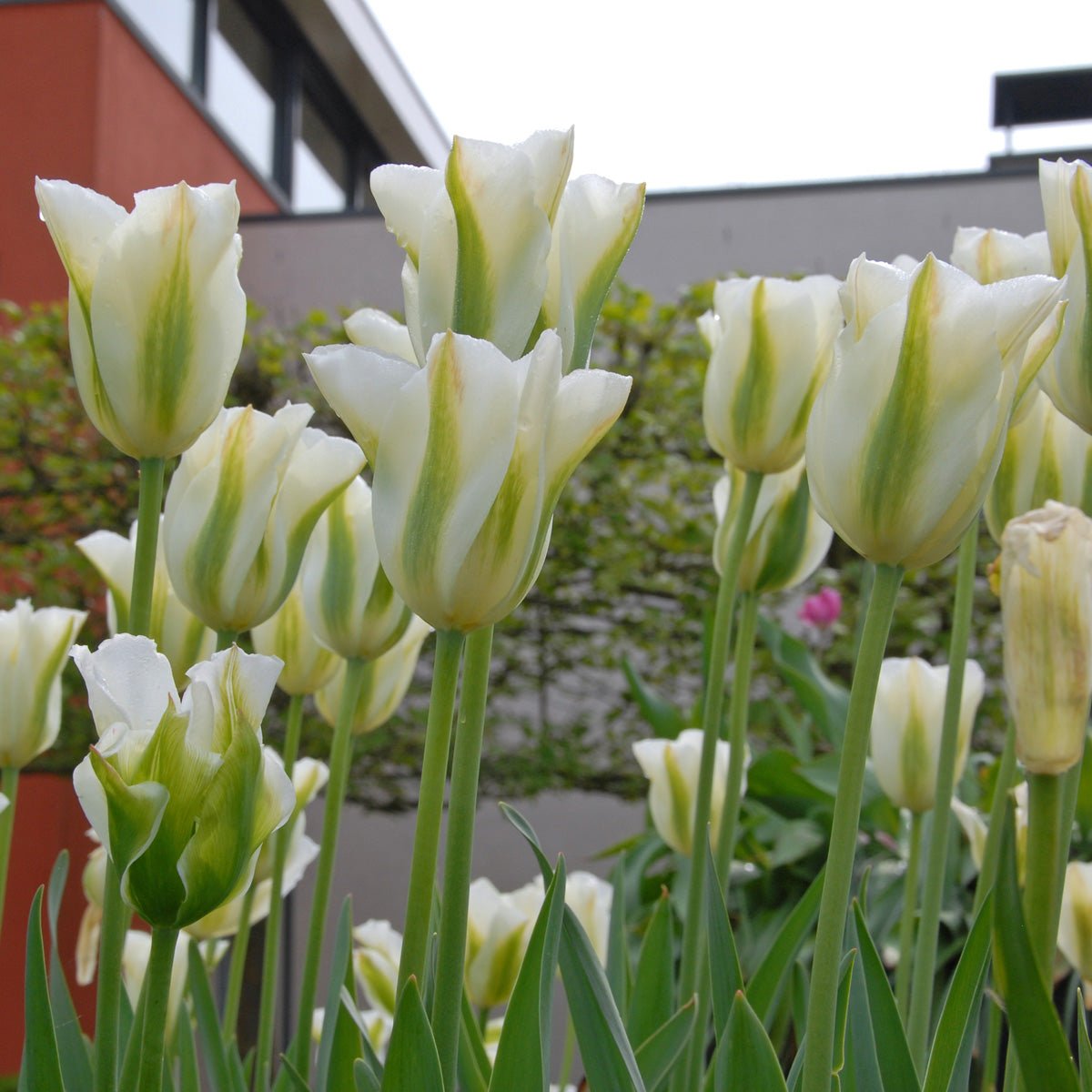 Spring Green - Tulips - Fluwel