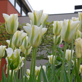 Spring Green - Tulips - Fluwel