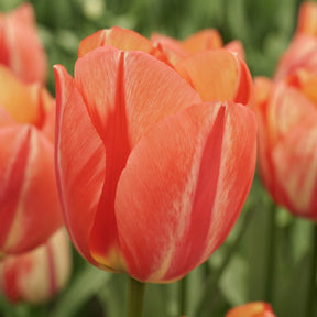 Spryng Break - Tulips - Fluwel