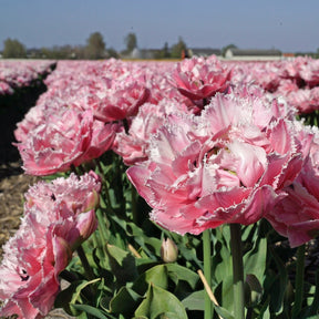 Sugar Crystal - Tulips - Fluwel