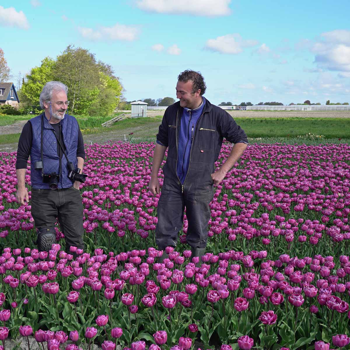 Supri Erotic - Tulips - Fluwel