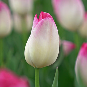 Supri Erotic - Tulips - Fluwel