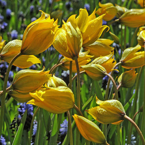 Sylvestris - Tulips - Fluwel