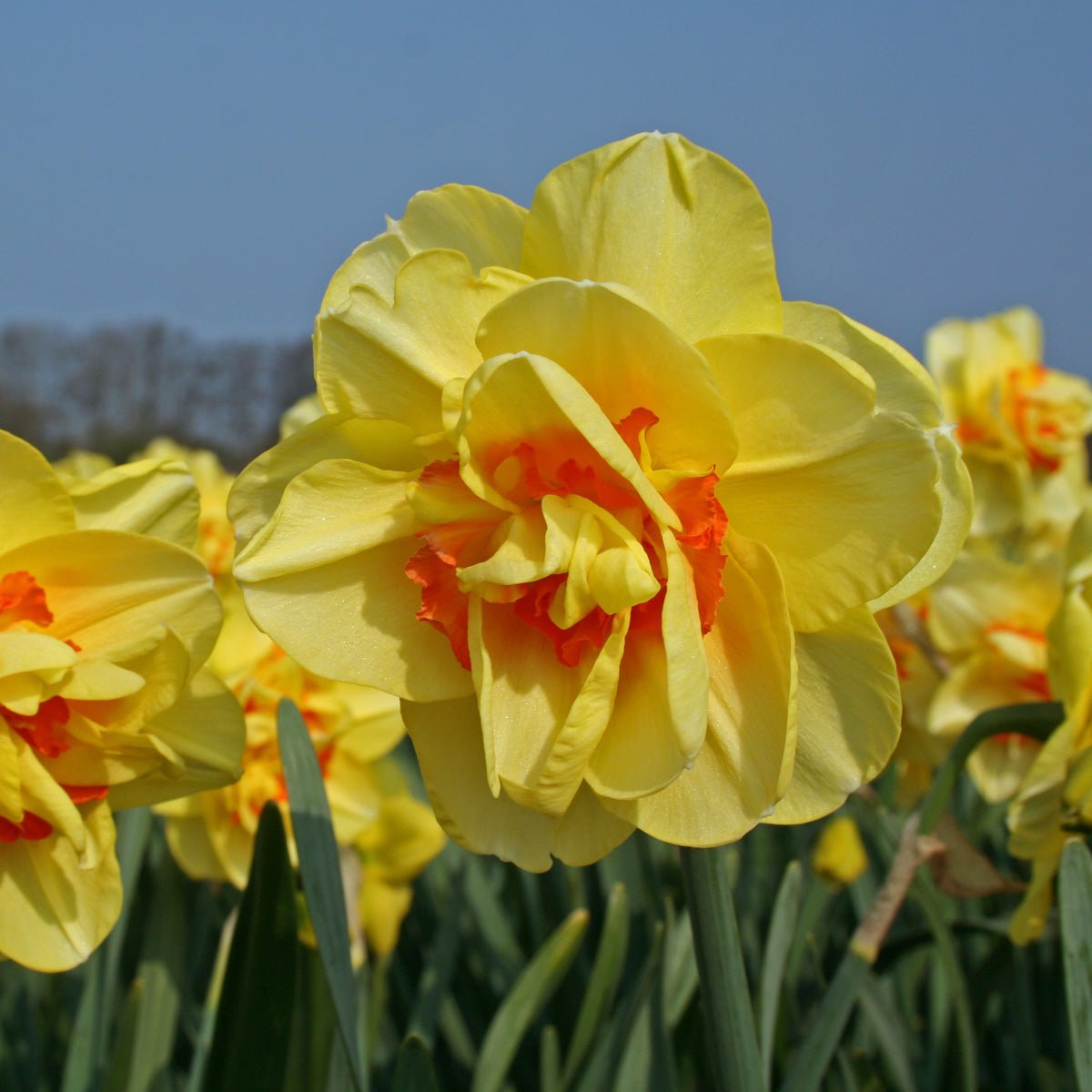 Tahiti - Narcissus - Fluwel