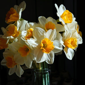 Tangerine Beauty - Narcissus - Fluwel
