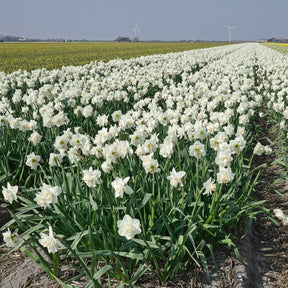 Tender Beauty - Narcissus - Fluwel