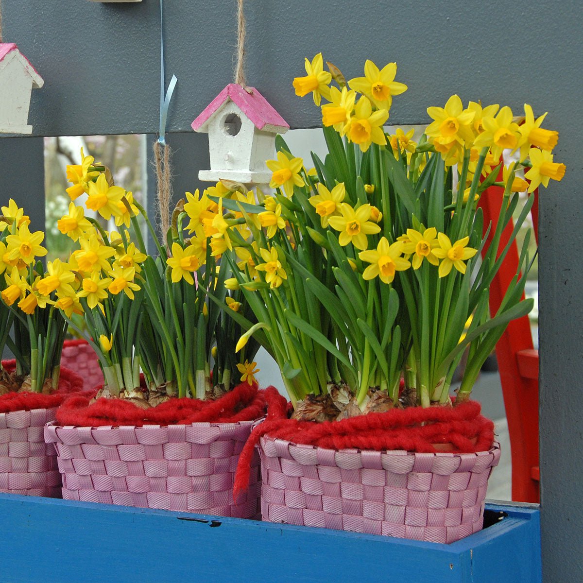 Tete a Tete - Narcissus - Fluwel