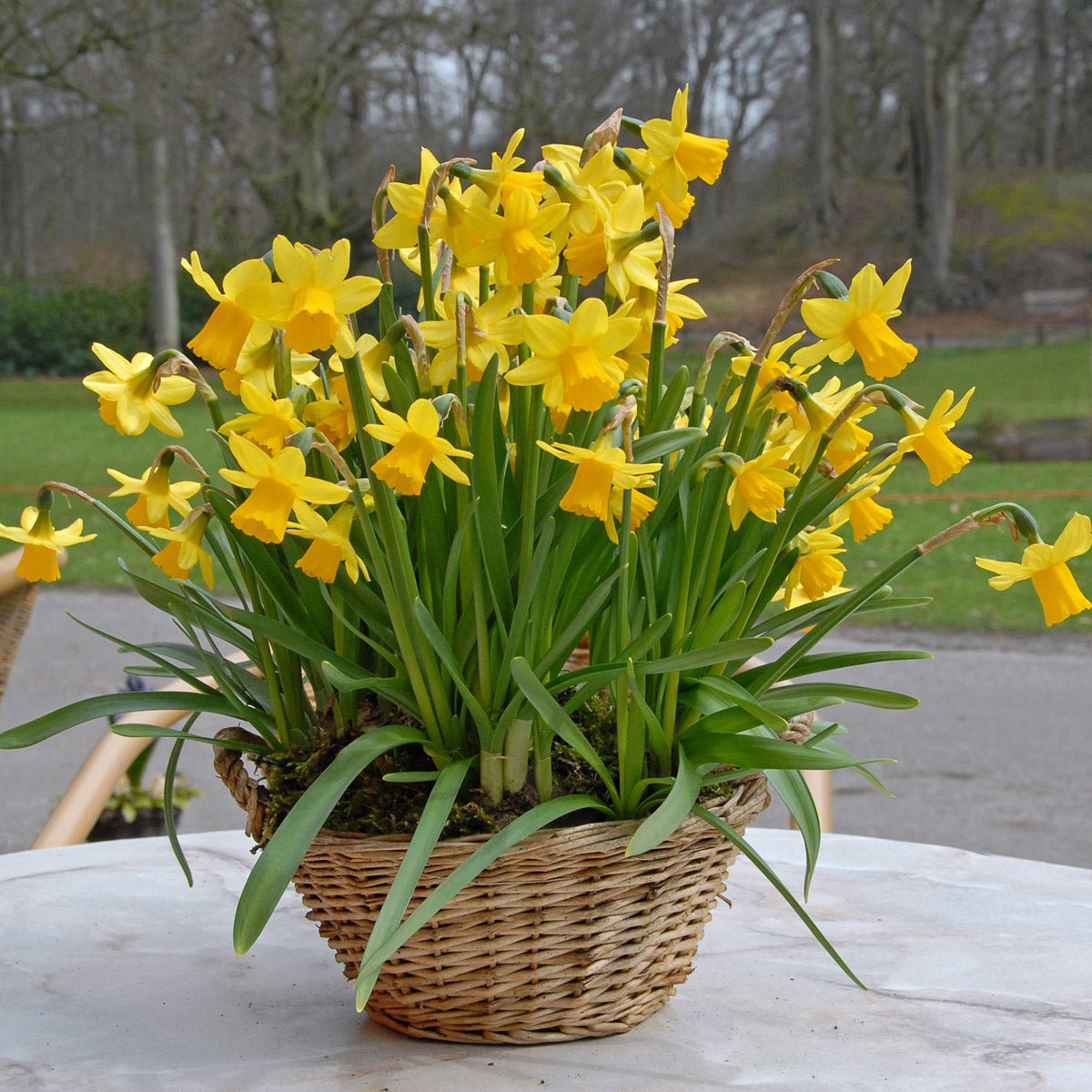 Tete a Tete - Narcissus - Fluwel
