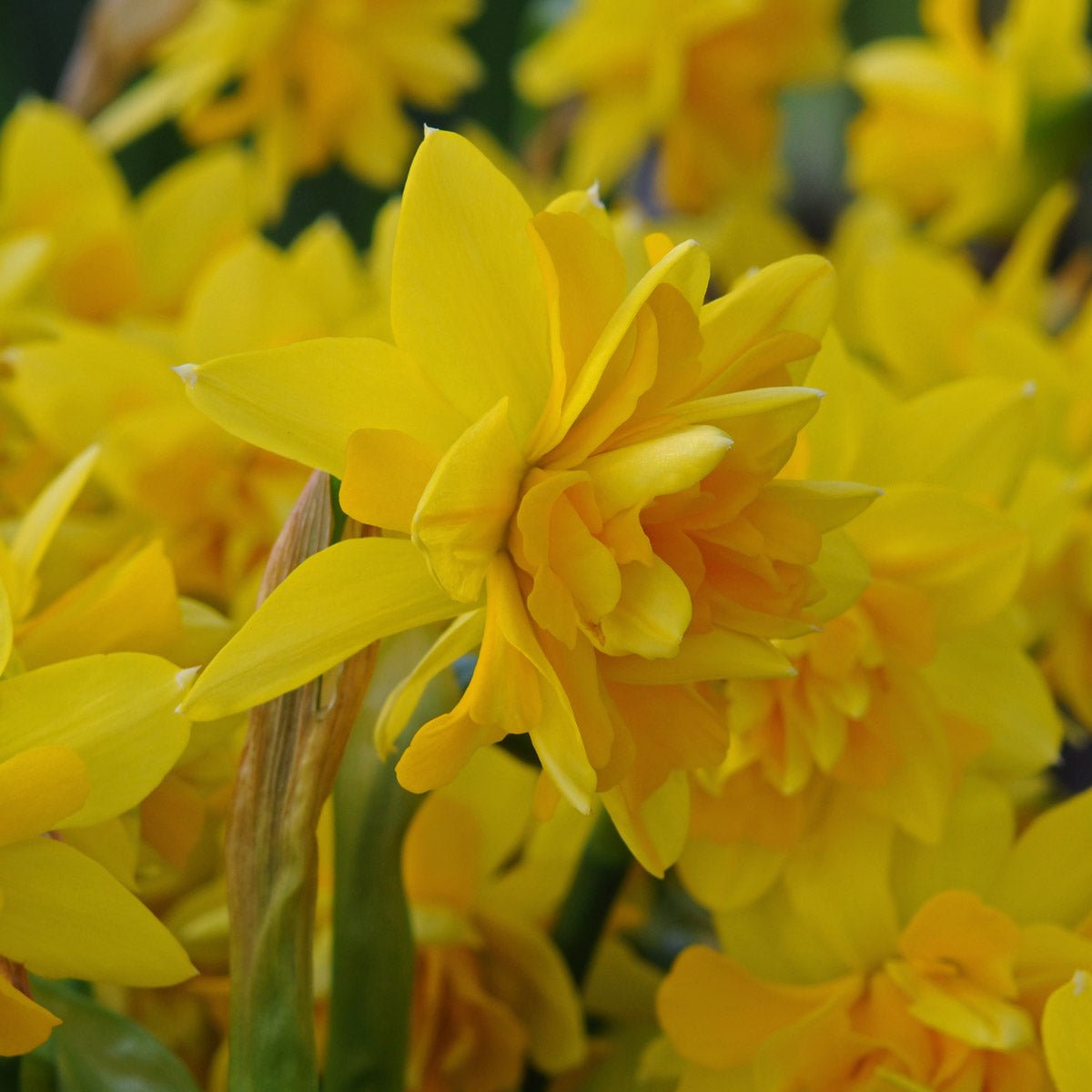 Tete Bouclé - gele Double narcis - Fluwel