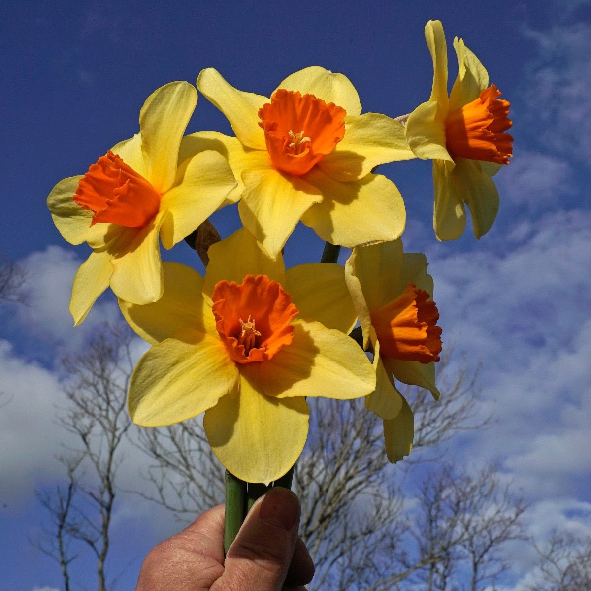 Texel Sun - Narcissus - Fluwel