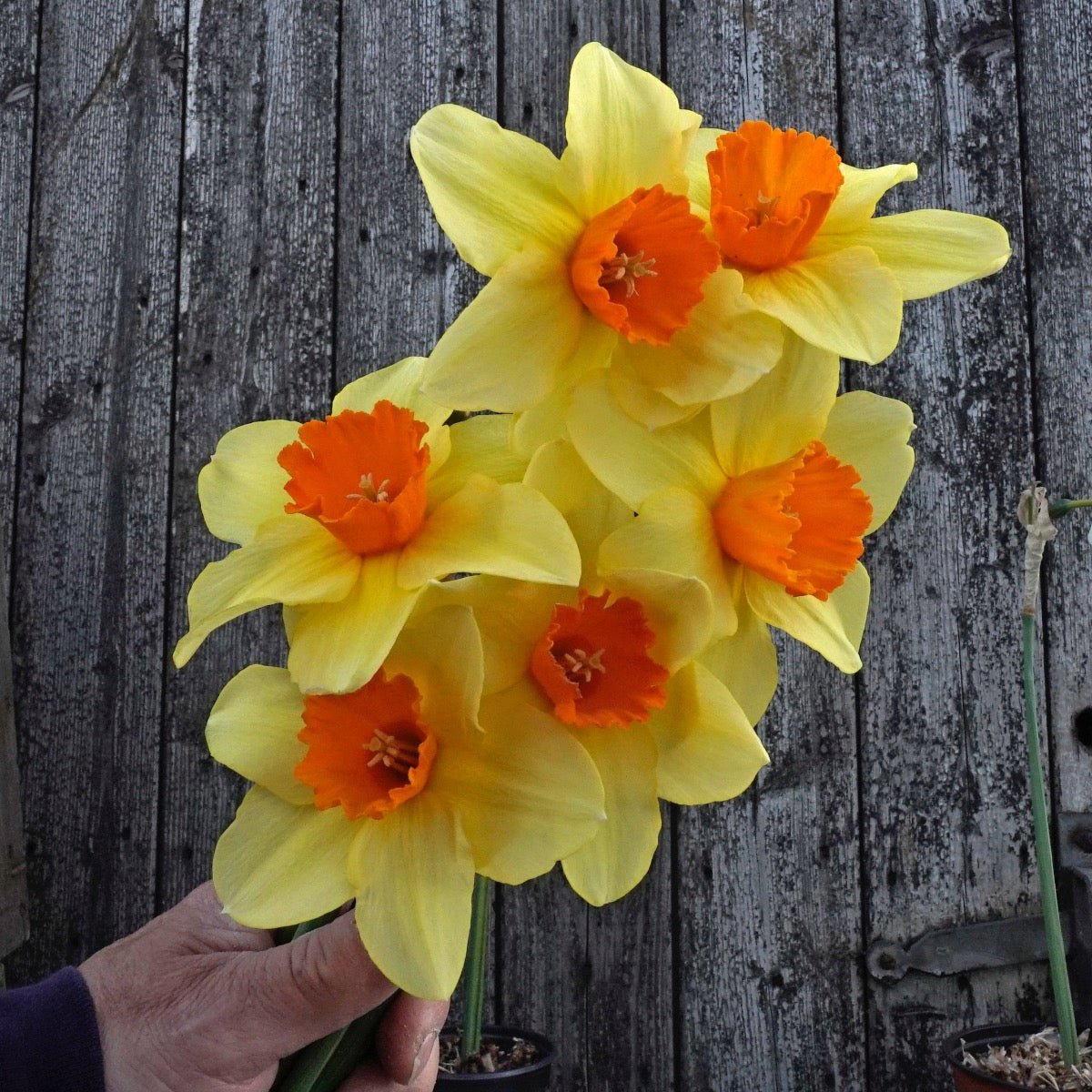 Texel Sun - meerkleurige Large-cupped narcis - Fluwel