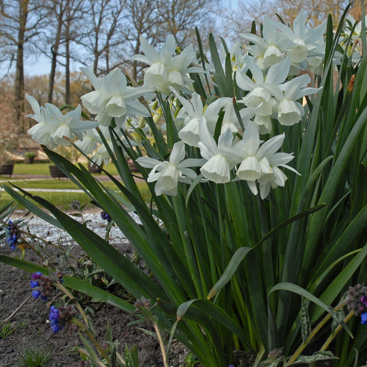 Thalia - witte Triandrus narcis - Fluwel
