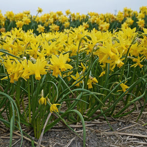 Tiny Bubbles - Narcissus - Fluwel