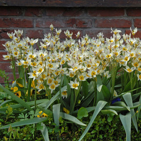 Turkestanica - Tulips - Fluwel