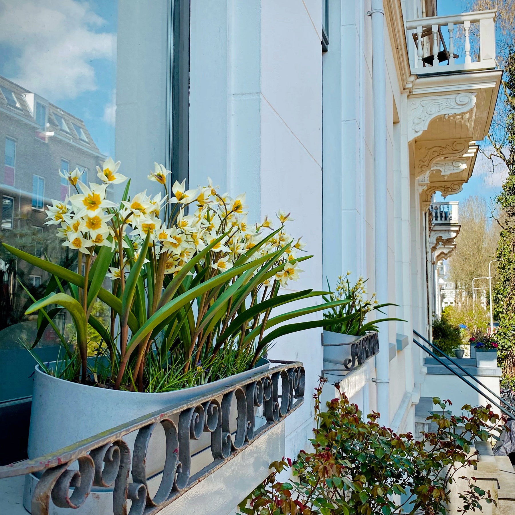 Turkestanica - Tulips - Fluwel