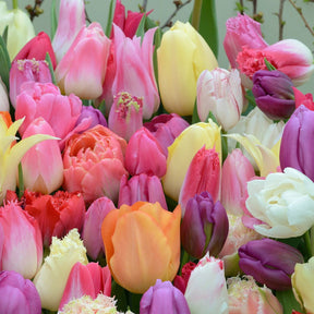 Tutti Tulpi Romantico - Mixes - Fluwel